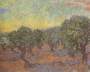 Olive Grove:Orange Sky (nn04) Vincent Van Gogh